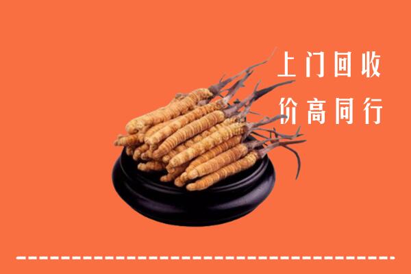 高价求购：江川区回收散虫草